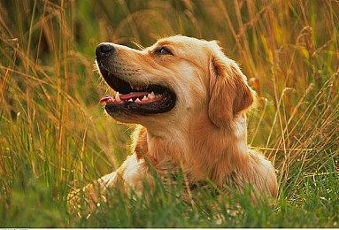 《罪恶王权》2月22日登陆北美 登陆PS4＆PS5＆NS＆PC